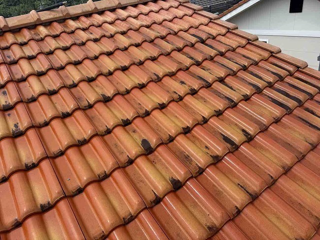 P1030141.jpg